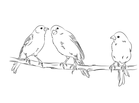 Three Yellow Canaries Coloring Page